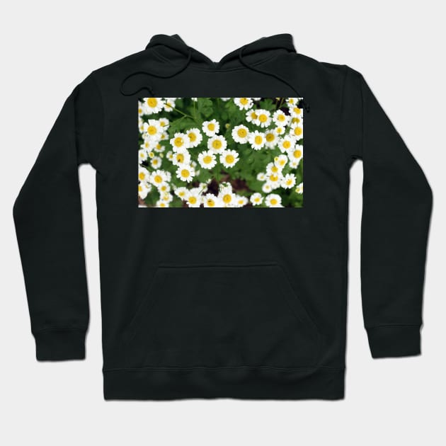 chamomile flowers Hoodie by pinkal